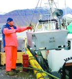 Hefur fiskað um 80 tonn af rækju