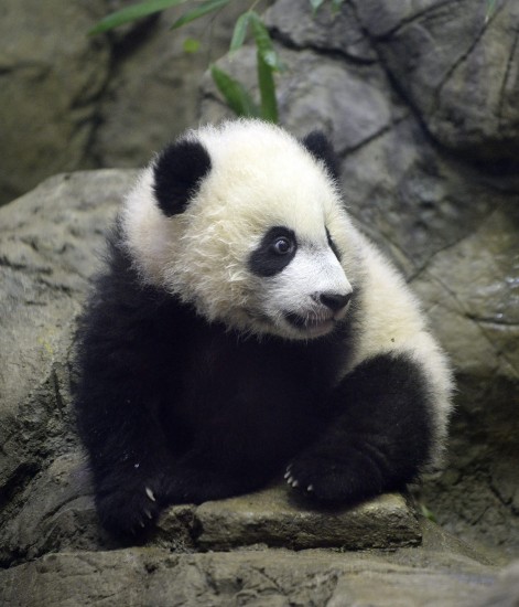 Bei Bei dvelur í Smithsonian National Zoo í Washington. Hann er risapanda og kom í heiminn laugardaginn 16. janúar. 