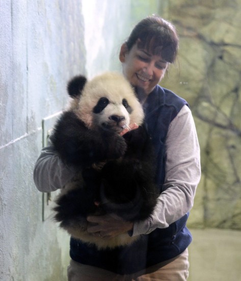 Bei Bei dvelur í Smithsonian National Zoo í Washington. Hann er risapanda og kom í heiminn laugardaginn 16. janúar. 