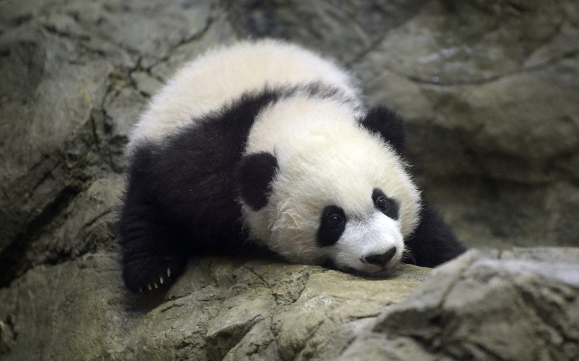 Bei Bei dvelur í Smithsonian National Zoo í Washington. Hann er risapanda og kom í heiminn laugardaginn 16. janúar. 