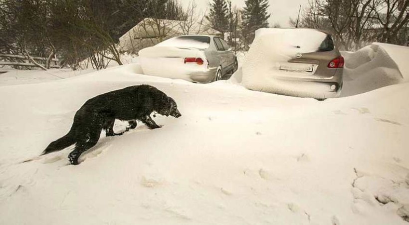 Höfðu sumir á orði að ekki væri hundi útsigandi.