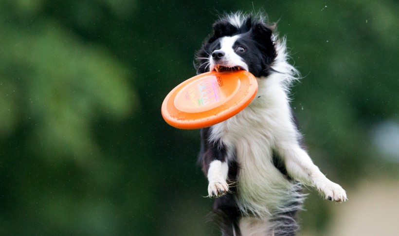 Hundar af tegundinni border collie eru þekktir fyrir vinnusemi sína og einbeitingu. Þessi fór létt með að grípa frisbee-disk í keppni í Þýskalandi.