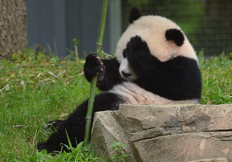 Æ, ég gleymdi! Bao Bao er í dýragarði í Washington í Bandaríkjunum.