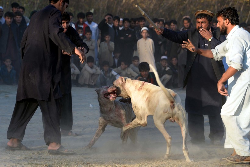 Hundaat er vinsælt sýningarefni í Afganistan. Hér eru tveir hundar að slást í Jalalabad. Hundaat var bannað í stjórn Talíbana en er nú aftur orðið vinsælt.