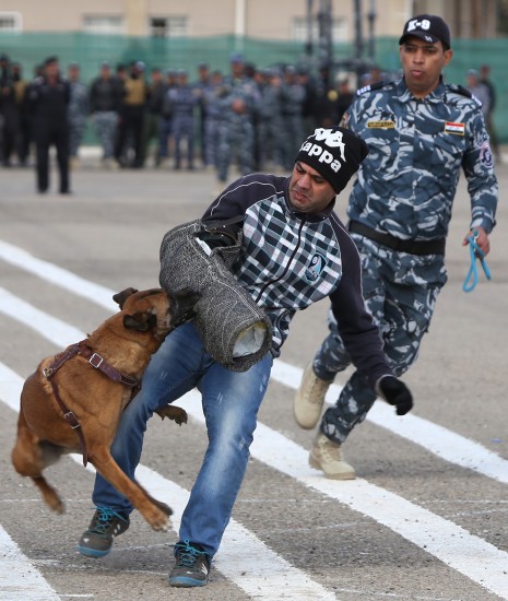 Íraskur lögreglumaður þjálfar hund til árása í Bagdad.