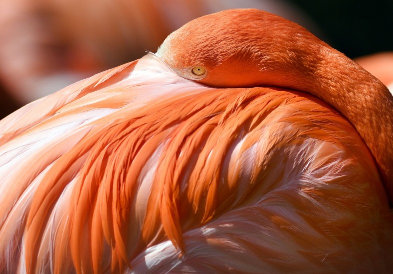 Flamingo-fugl í dýragarði í Köln.