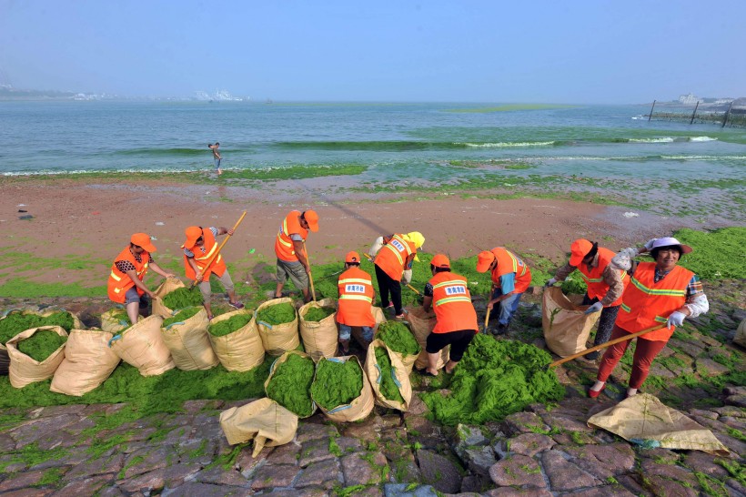 Gríðarlegt magn af þörungi hefur hulið strendur Qingdao í austurhluta Kína. Um árlegt fyrirbæri er að ræða, en á þessum árstíma verður sjórinn mjög næringarefnaríkur og þörungurinn blómstrar sem aldrei fyrr. Starfsmenn koma þá og hreinsa það mesta. 